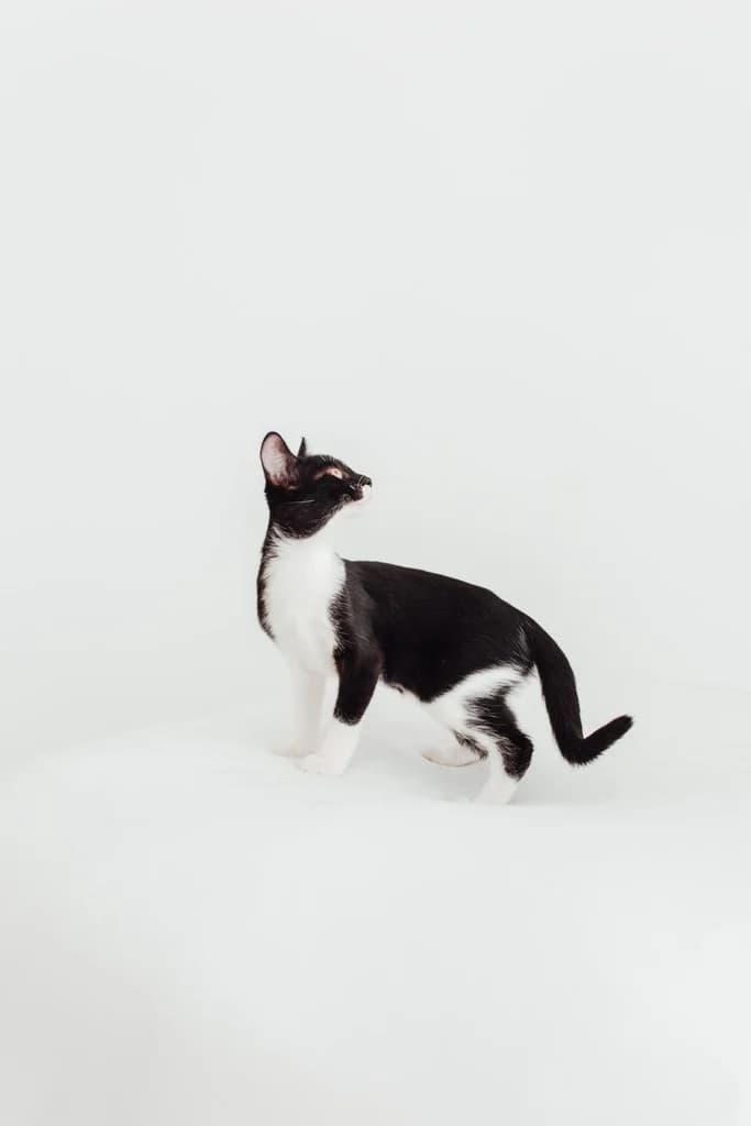 Carola, female Mixed Breed for adoption at El Arca de Noé Albacete