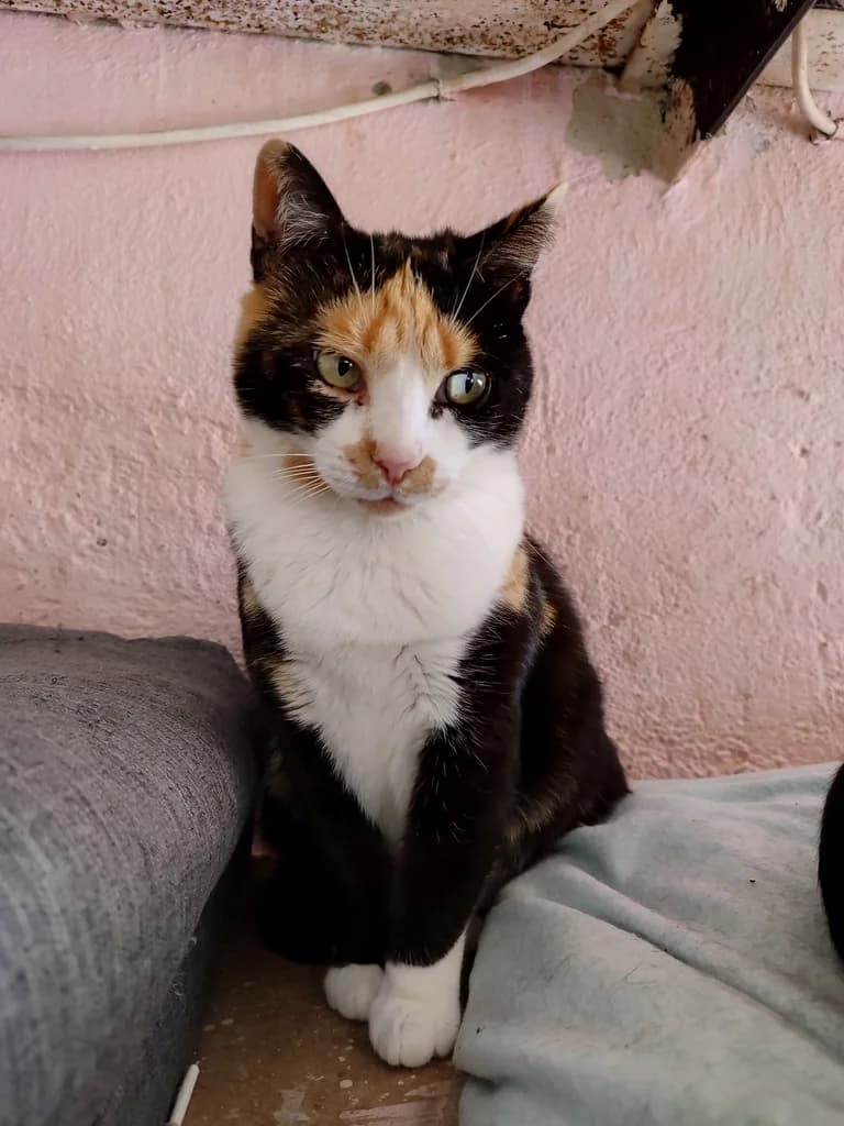 Kelly, female senior European Shorthair for adoption at El Arca de Noé Albacete