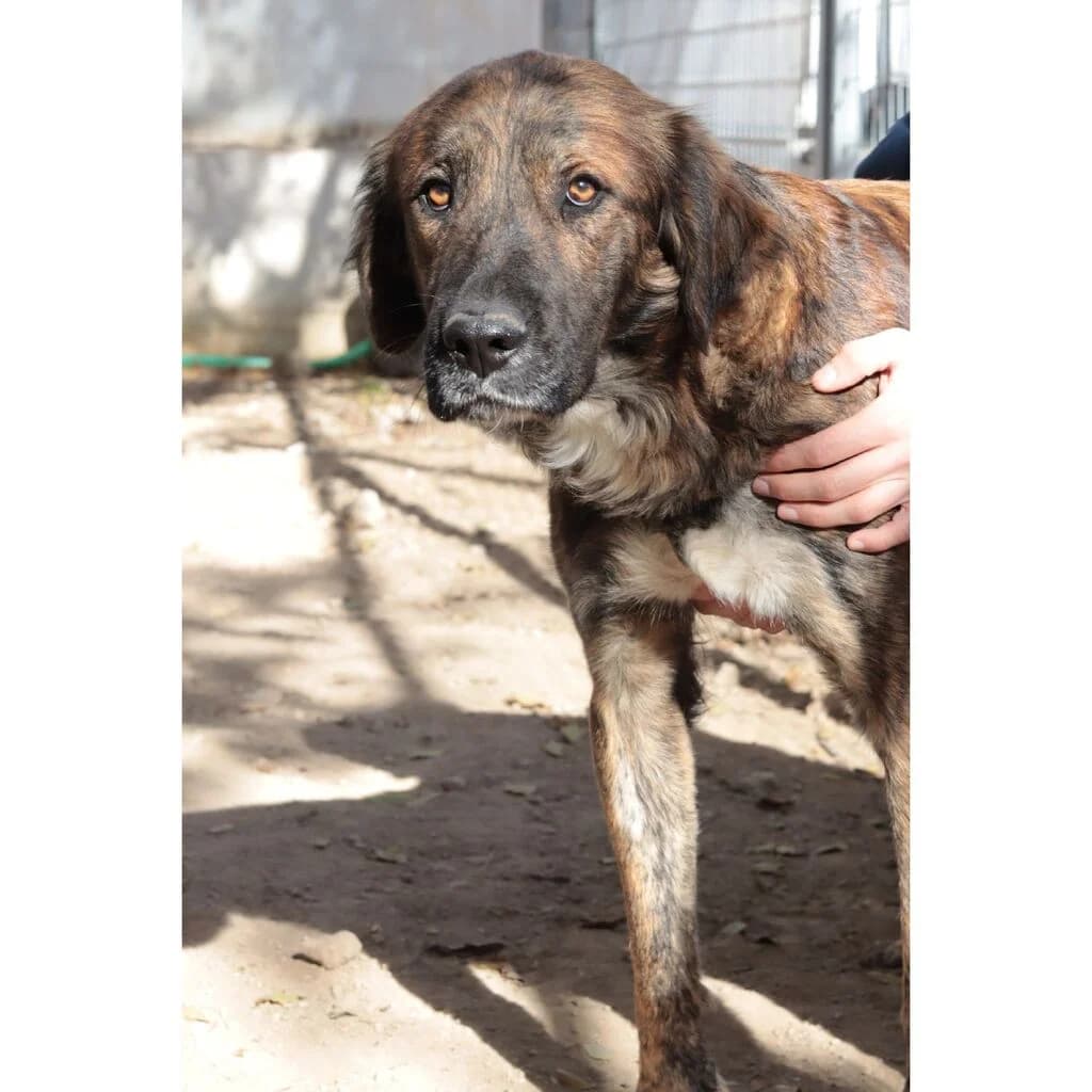Taichi, male young Mixed Breed for adoption at El Arca de Noé Albacete