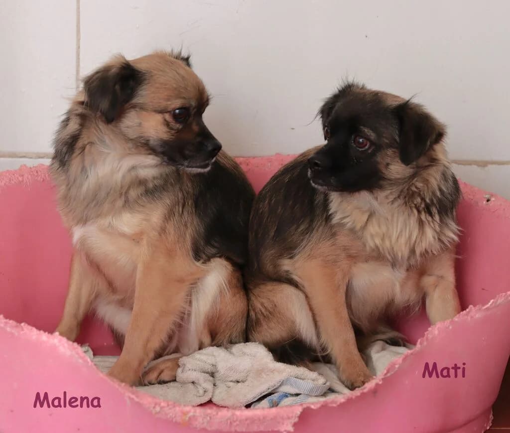 Mati, female 3yo Mixed Breed for adoption at El Arca de Noé Albacete
