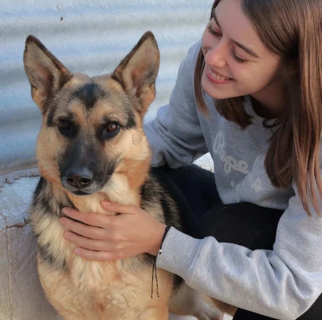 Sky, female young German Shepherd for adoption at El Arca de Noé Albacete