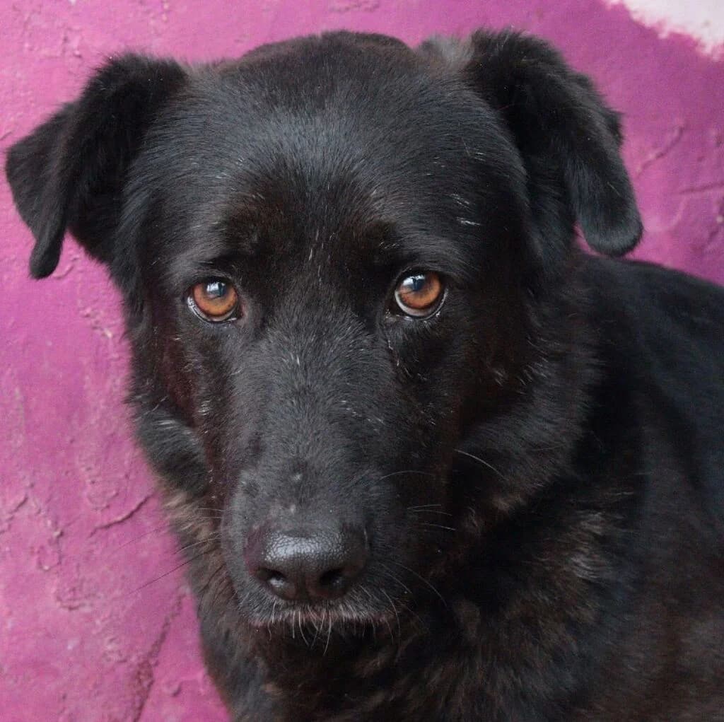 Jairo, male 5yo Mixed Breed for adoption at El Arca de Noé Albacete