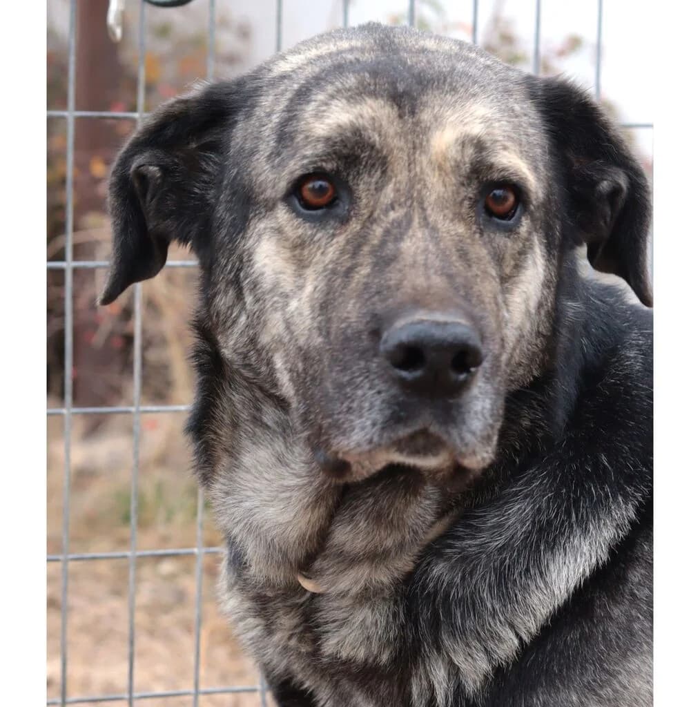Luna, female 6yo Spanish Mastiff for adoption at El Arca de Noé Albacete