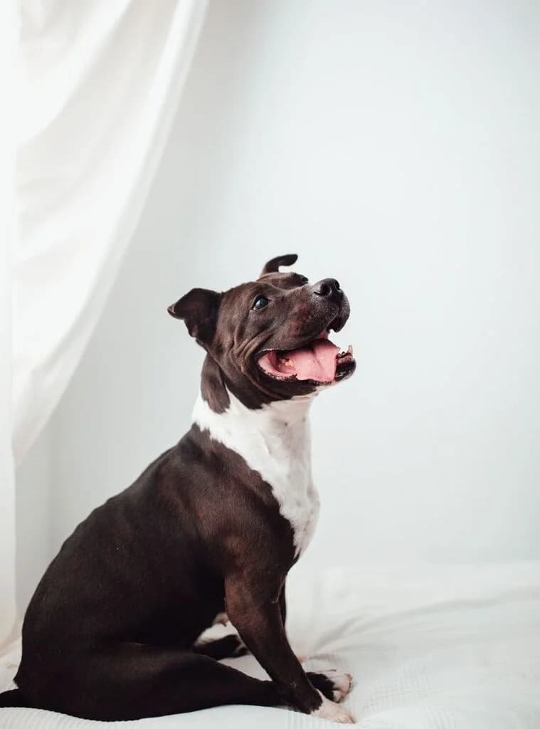 Heidi, female senior Pit Bull Terrier for adoption at El Arca de Noé Albacete