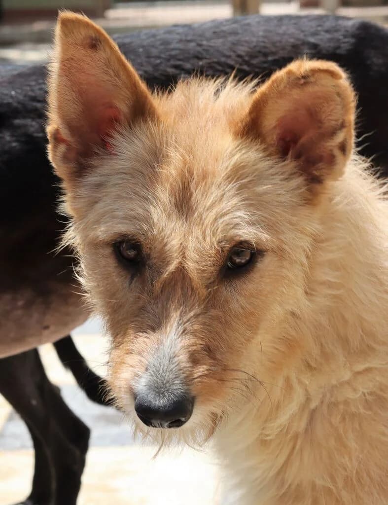 Brenda, female 6yo Mixed Breed for adoption at El Arca de Noé Albacete