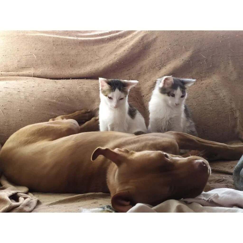 Sira, female 5yo Mixed Breed for adoption at El Arca de Noé Albacete