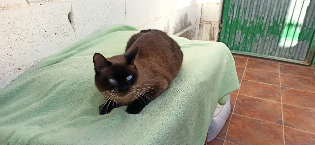 Anuska, female 4yo Siamese for adoption at El Arca de Noé Albacete