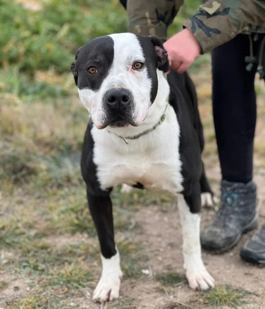 Conan, male 6yo Pit Bull Terrier for adoption at El Arca de Noé Albacete