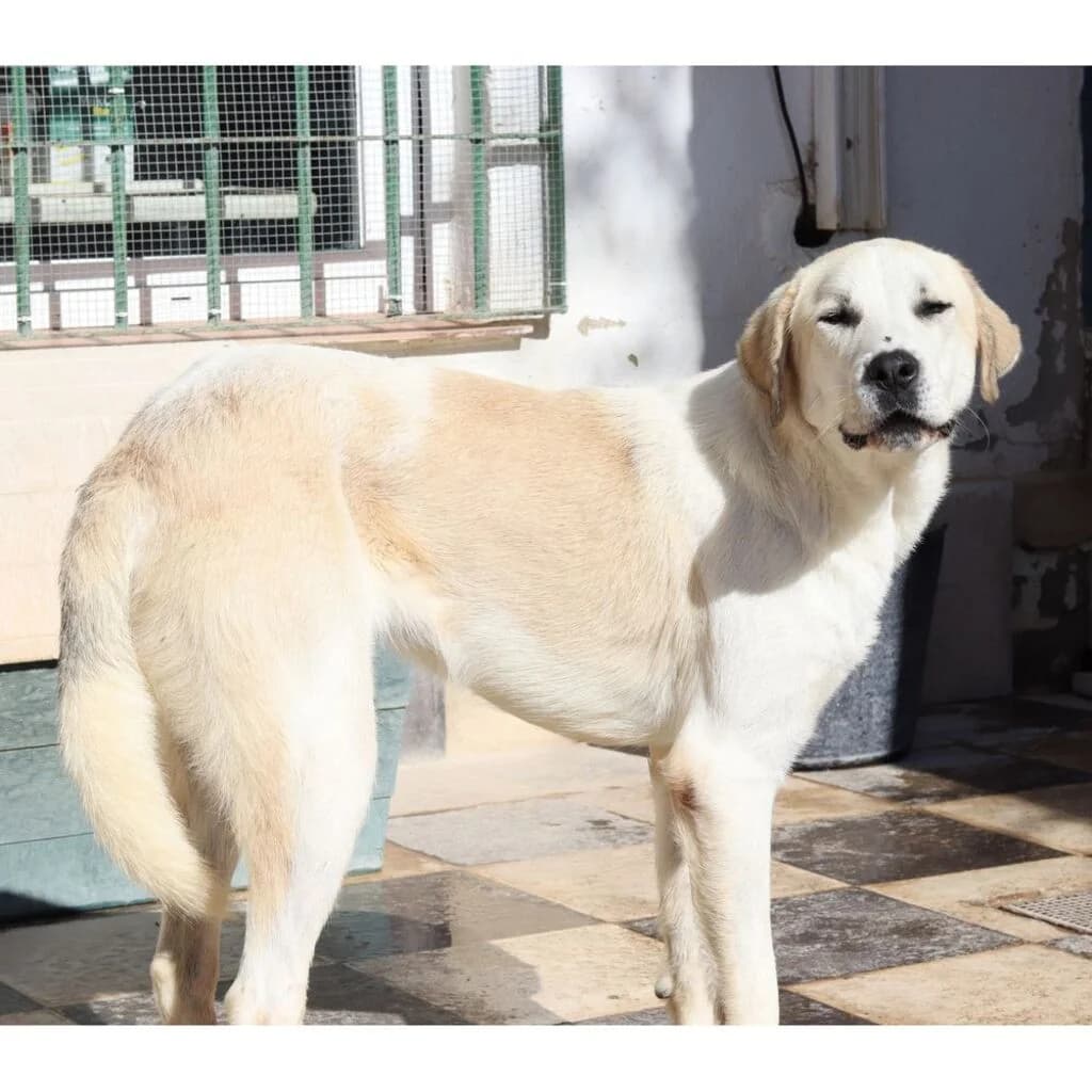 Velázquez, male 4yo Mixed Breed for adoption at El Arca de Noé Albacete