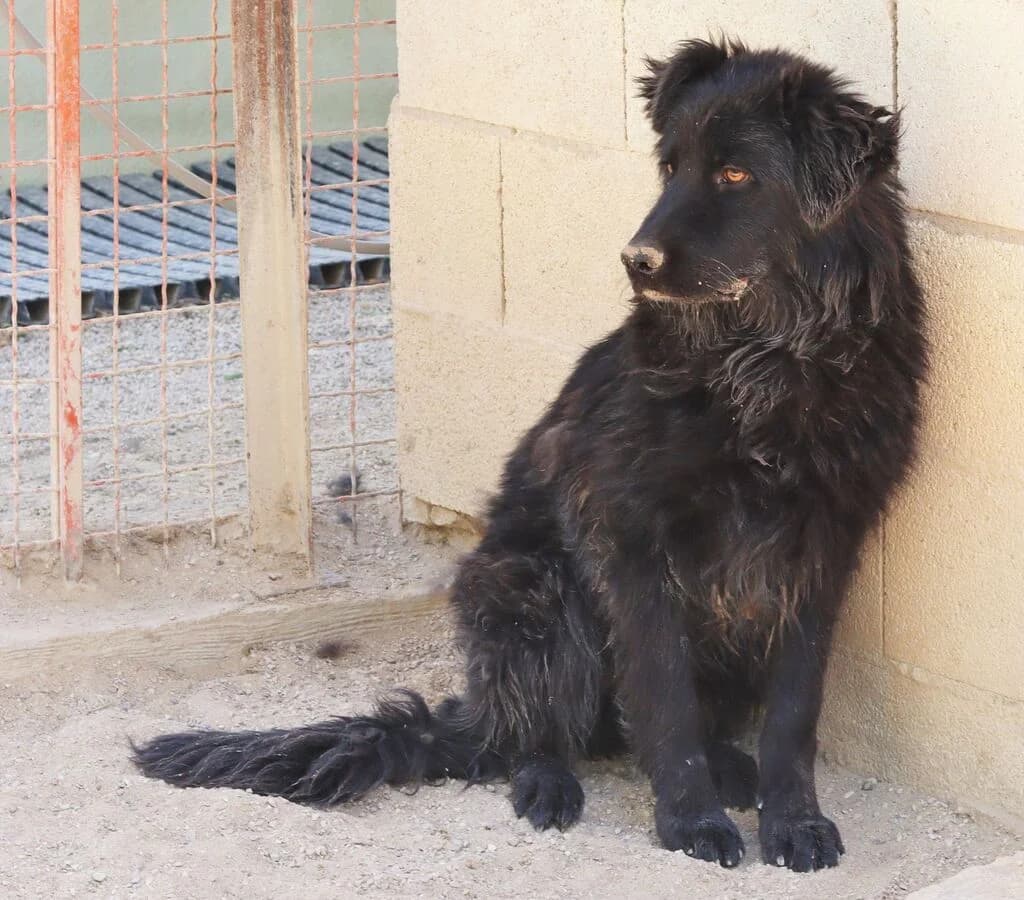 Buck, male 5yo mixed breed for adoption at El Arca de Noé Albacete