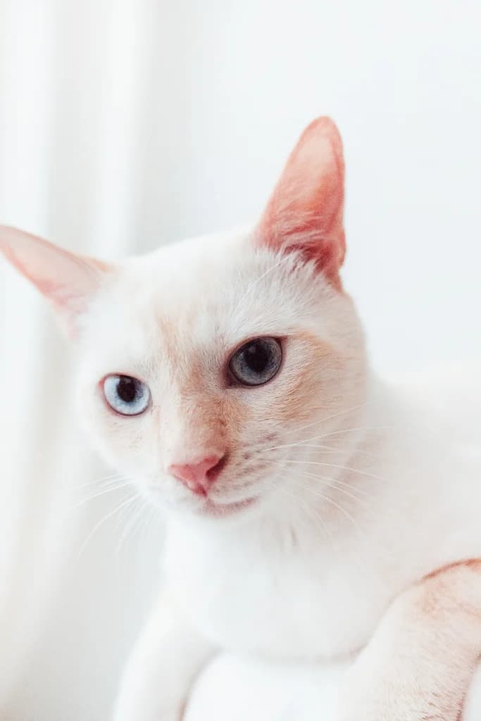 Lenny, male Siamese for adoption at El Arca de Noé Albacete