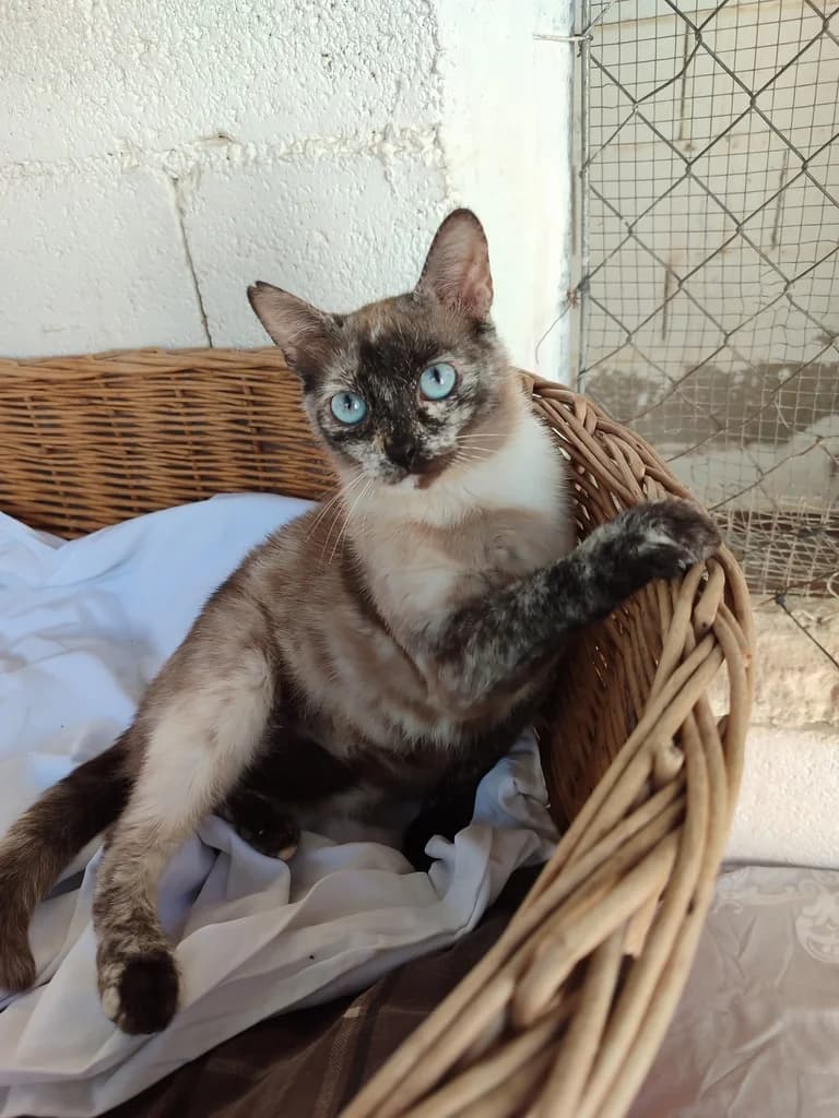 Volga, female Siamese for adoption at El Arca de Noé Albacete
