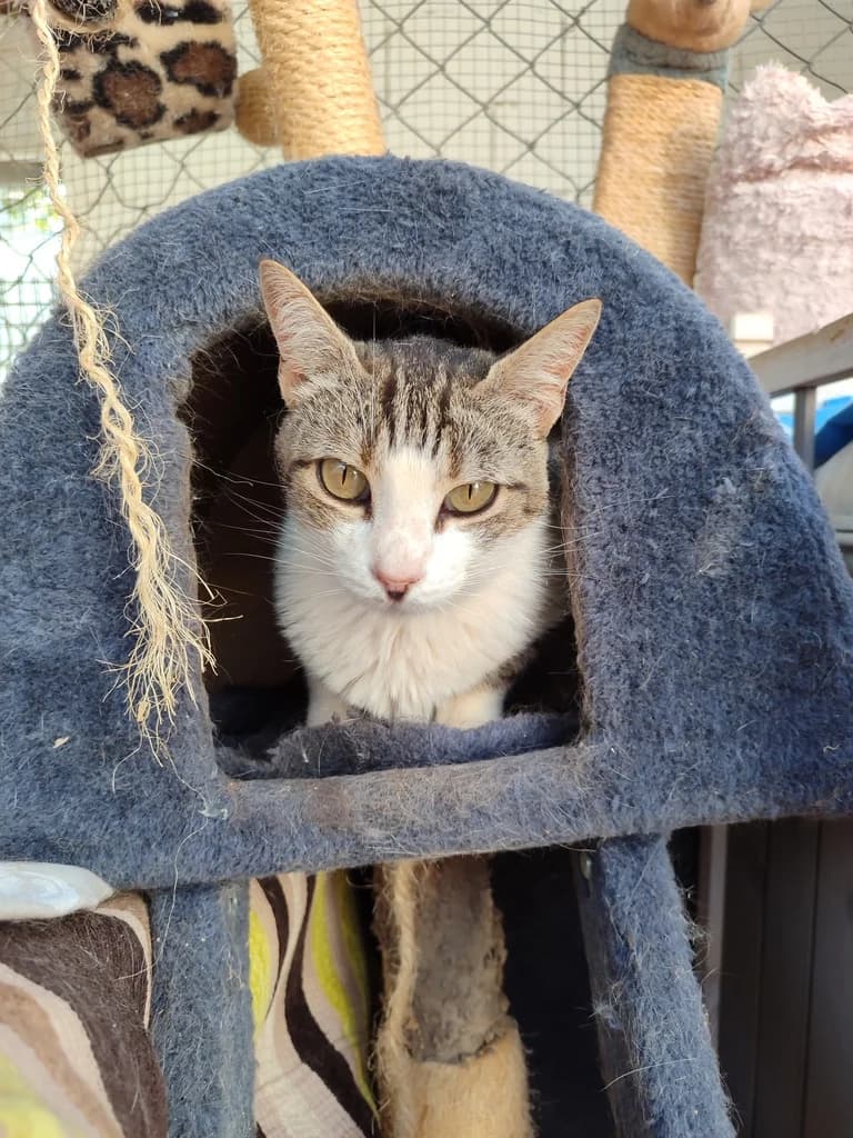 Susi, female 5yo European Shorthair for adoption at El Arca de Noé Albacete