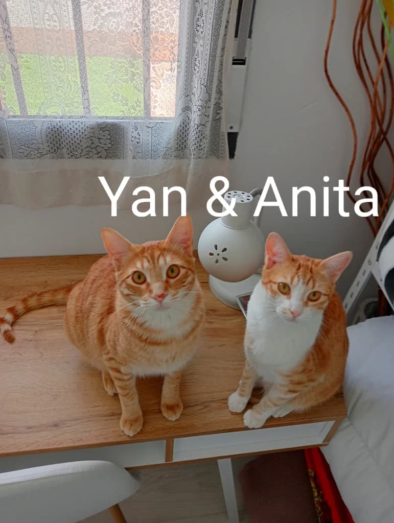 Yan, female 4yo European Shorthair for adoption at El Arca de Noé Albacete