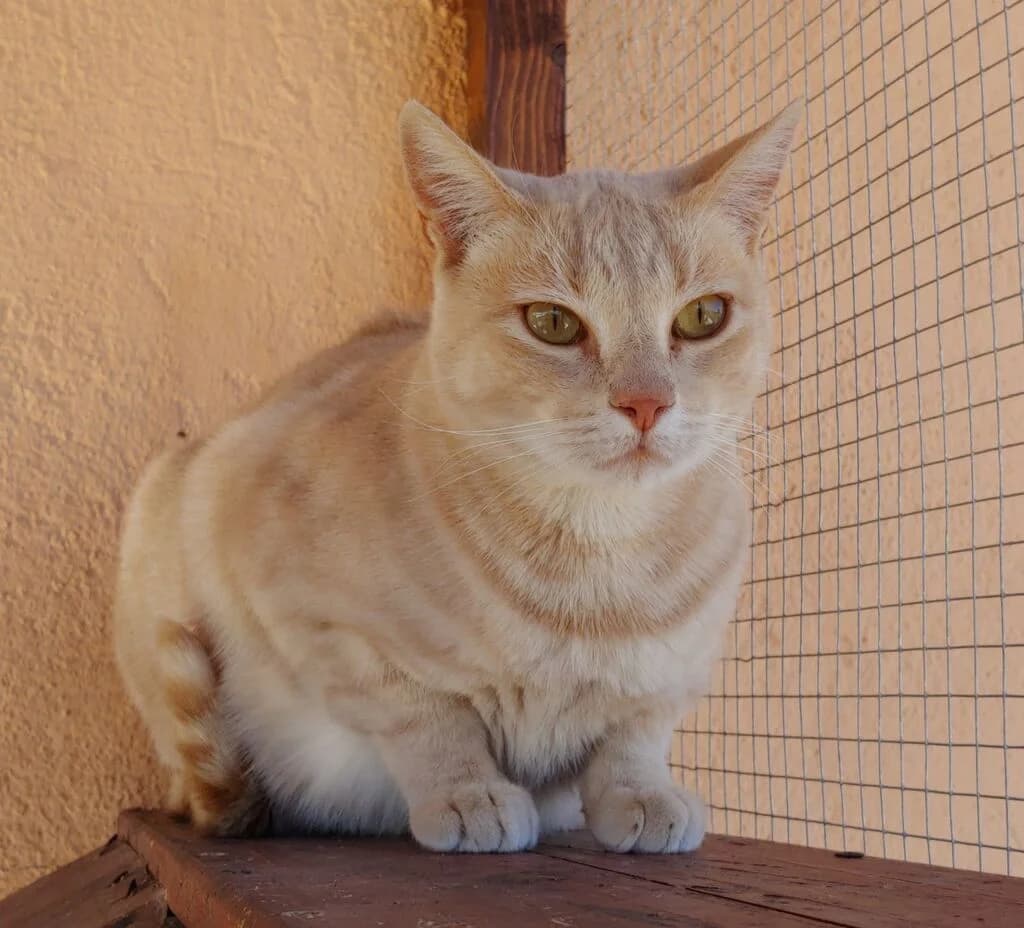Mel, female 5yo European Shorthair for adoption at El Arca de Noé Albacete