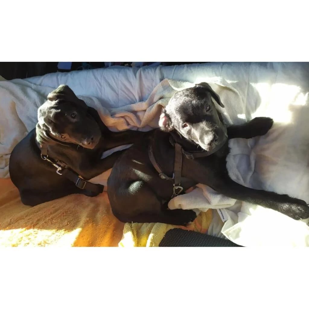 Camila, female 3yo Mixed Breed for adoption at El Arca de Noé Albacete