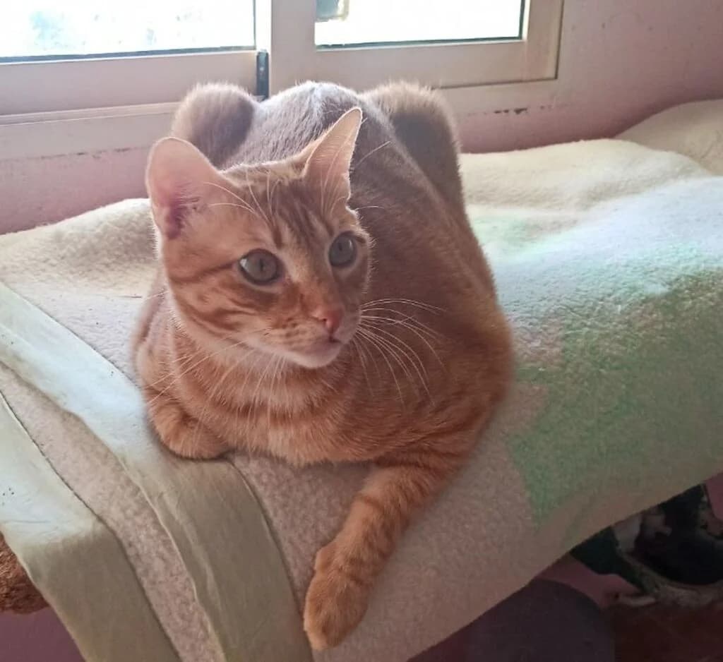 Mili, male 6yo European Shorthair for adoption at El Arca de Noé Albacete