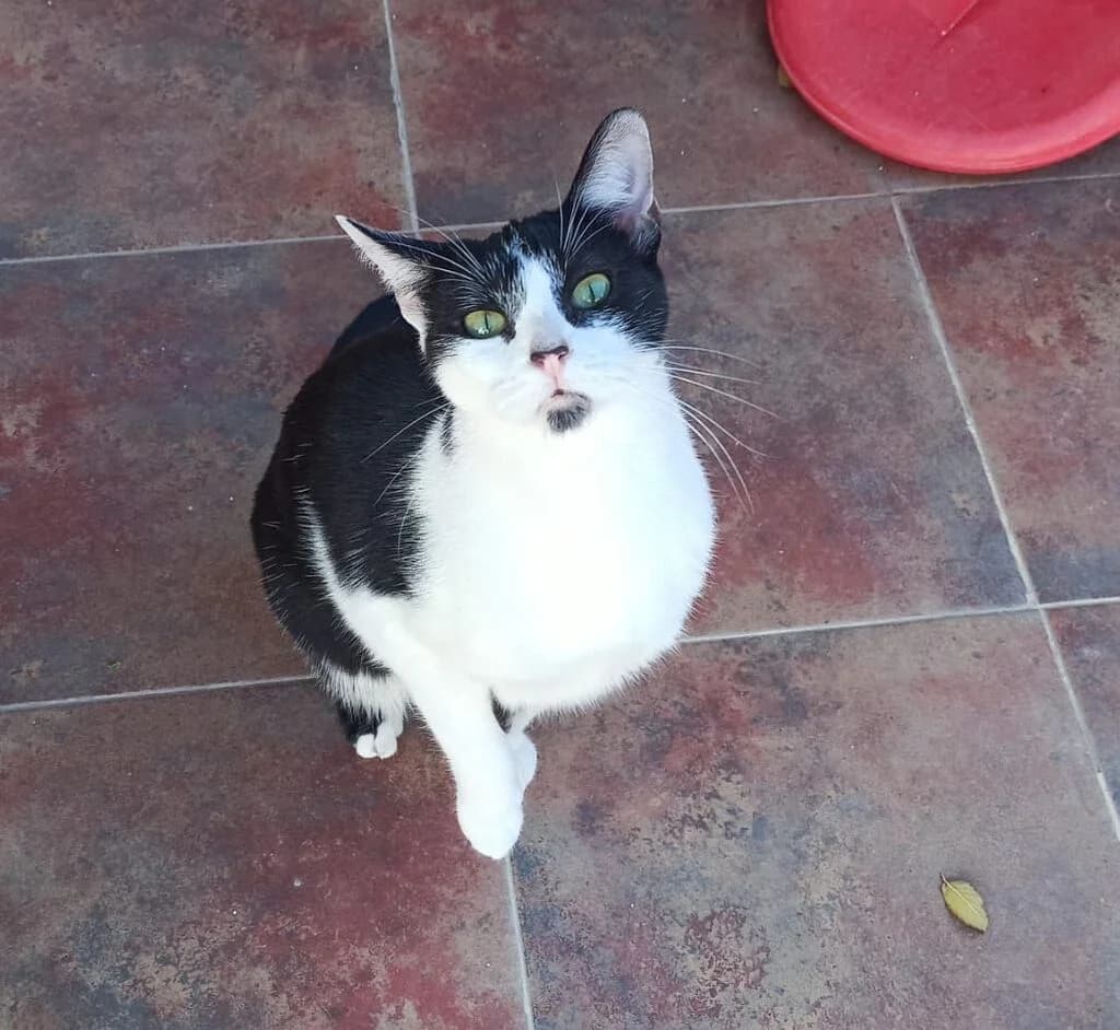 Fado, male 4yo European Shorthair for adoption at El Arca de Noé Albacete