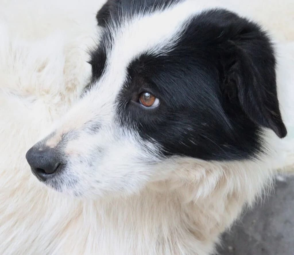 Telmo, male 6yo Mixed Breed for adoption at El Arca de Noé Albacete
