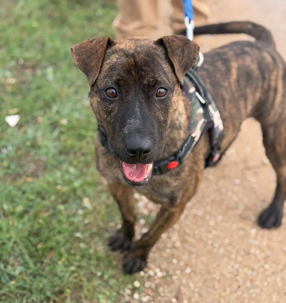 Jill, male senior Mixed Breed for adoption at El Arca de Noé Albacete