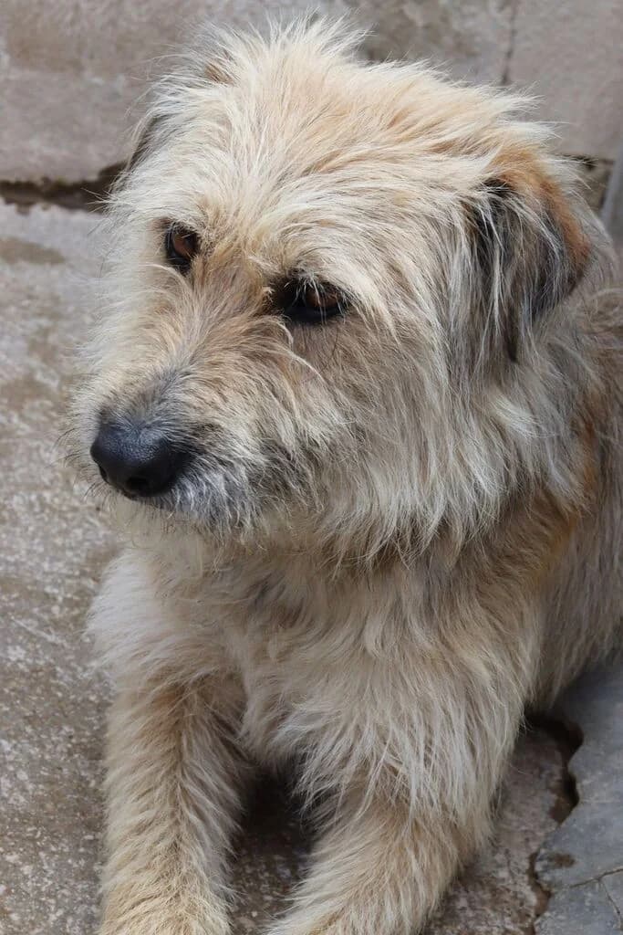 Bruno, male 7yo Mixed Breed for adoption at El Arca de Noé Albacete