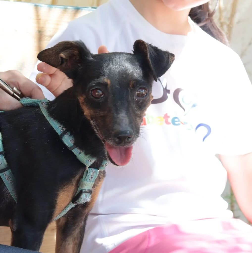 Cara, female senior mixed breed for adoption at El Arca de Noé Albacete