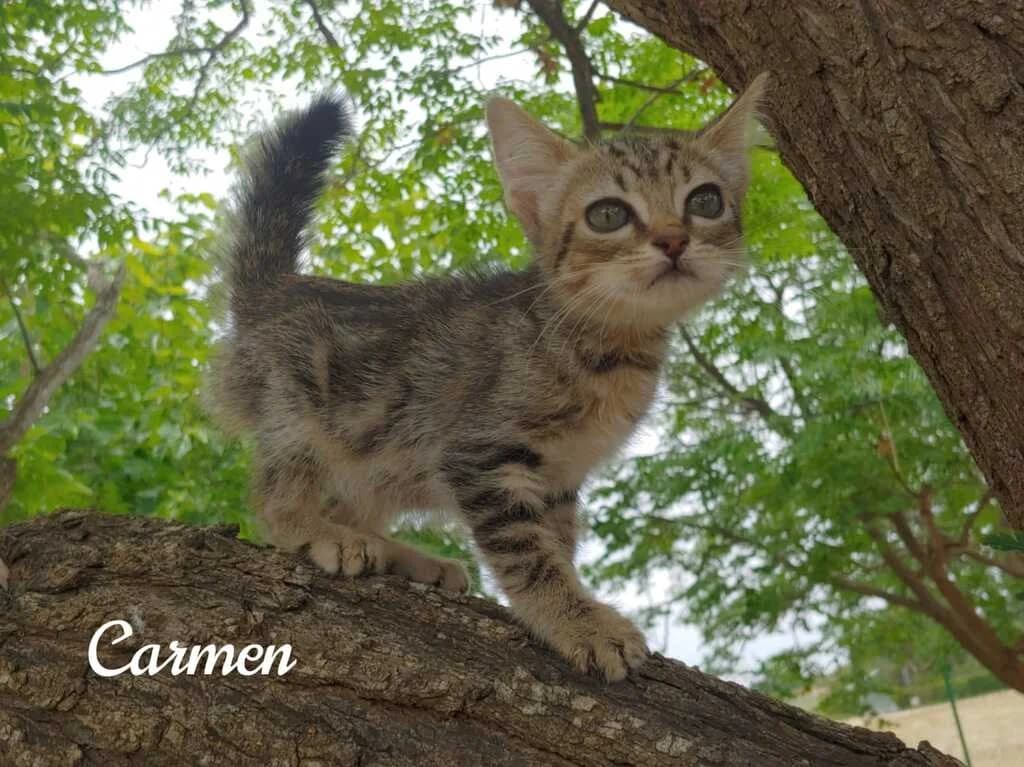 Carmen, female Mixed Breed for adoption at El Arca de Noé Albacete