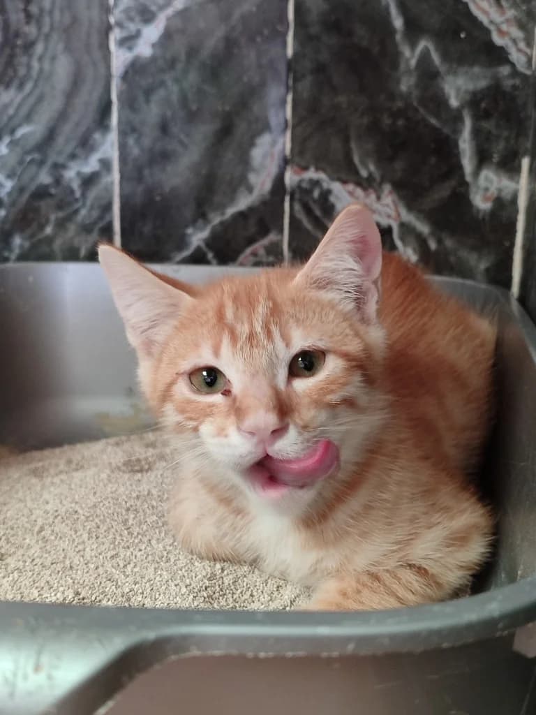 César, male Mixed Breed for adoption at El Arca de Noé Albacete