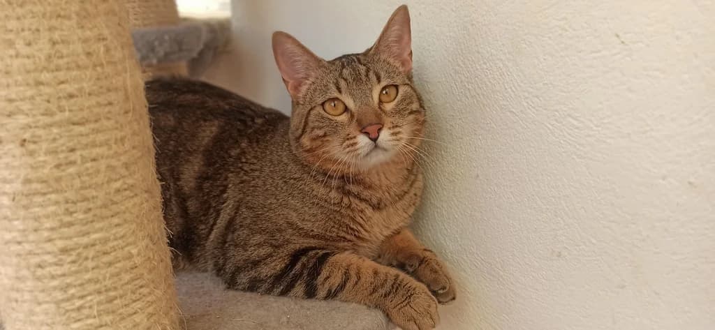 Ricardo, male 6yo Mixed Breed for adoption at El Arca de Noé Albacete