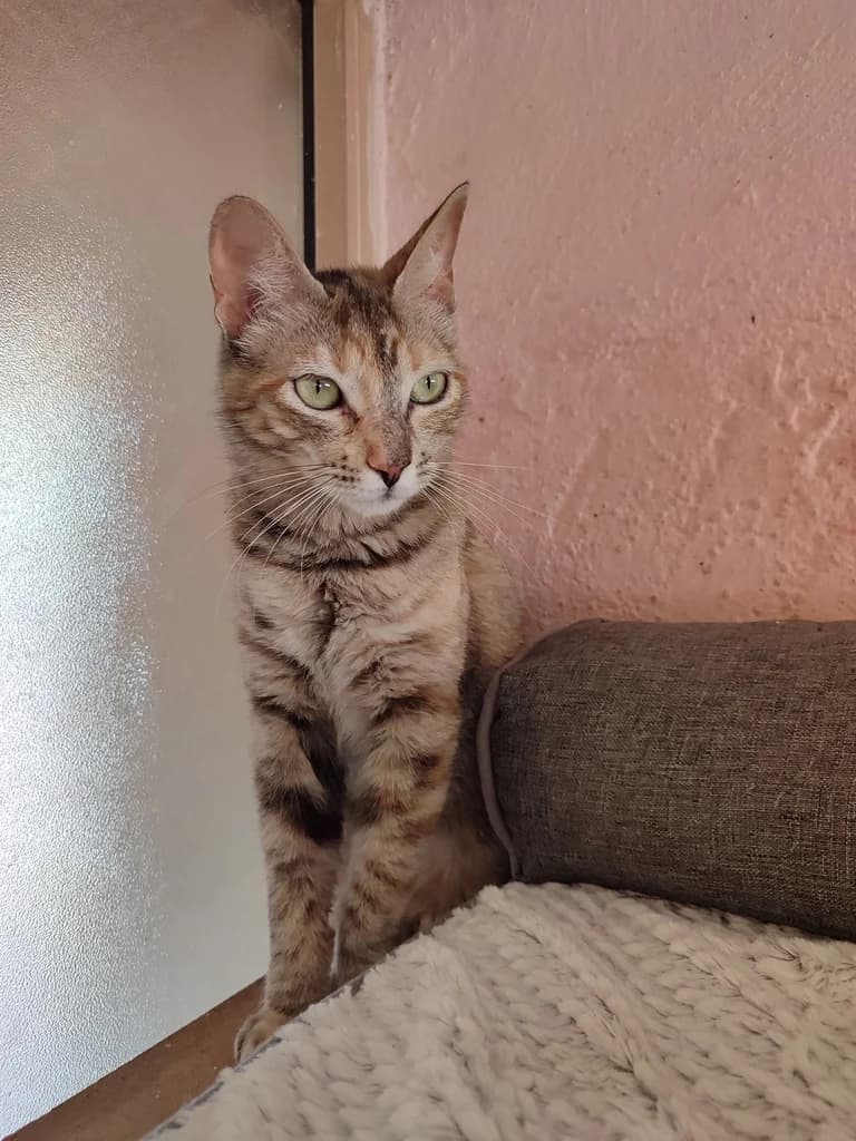 Rebeca, female 3yo Mixed Breed for adoption at El Arca de Noé Albacete