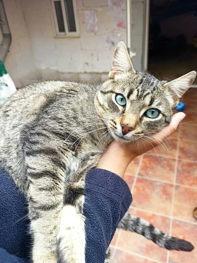 Kin, male senior Mixed Breed for adoption at El Arca de Noé Albacete