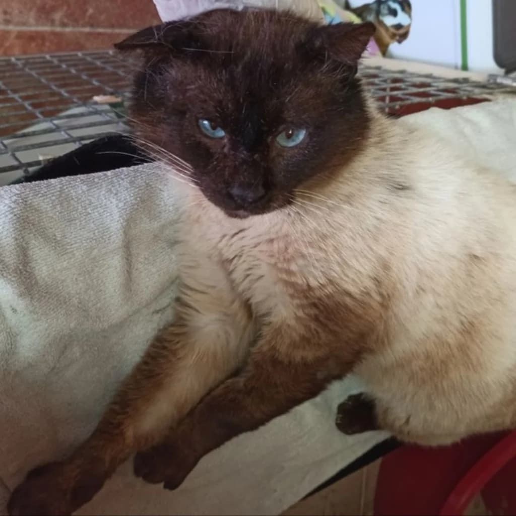 Bond, male senior Siamese for adoption at El Arca de Noé Albacete