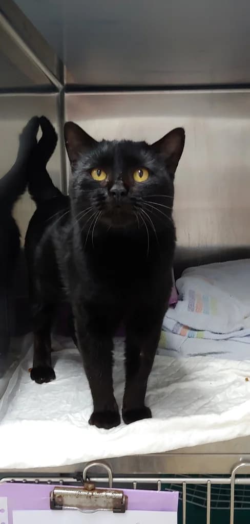 Tekila, male 6yo mixed breed for adoption at El Arca de Noé Albacete