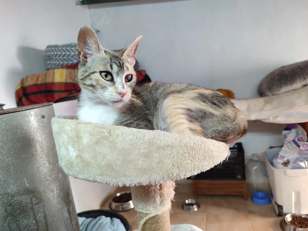 Cali, female 3yo Mixed Breed for adoption at El Arca de Noé Albacete