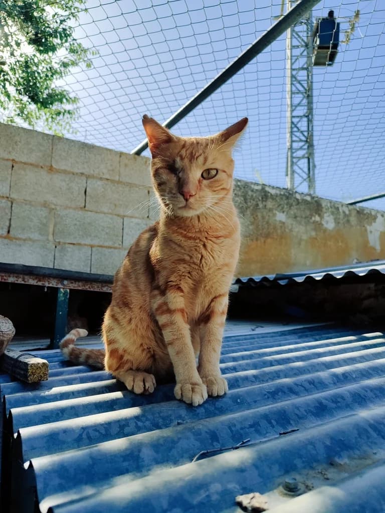 Bota, male 4yo Mixed Breed for adoption at El Arca de Noé Albacete
