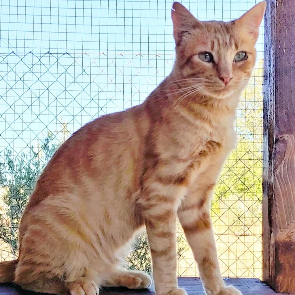 Alcaraz, male 5yo Mixed Breed for adoption at El Arca de Noé Albacete
