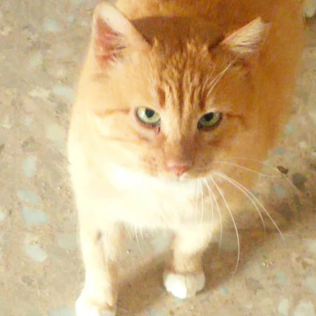 Bohe, male senior Mixed Breed for adoption at El Arca de Noé Albacete