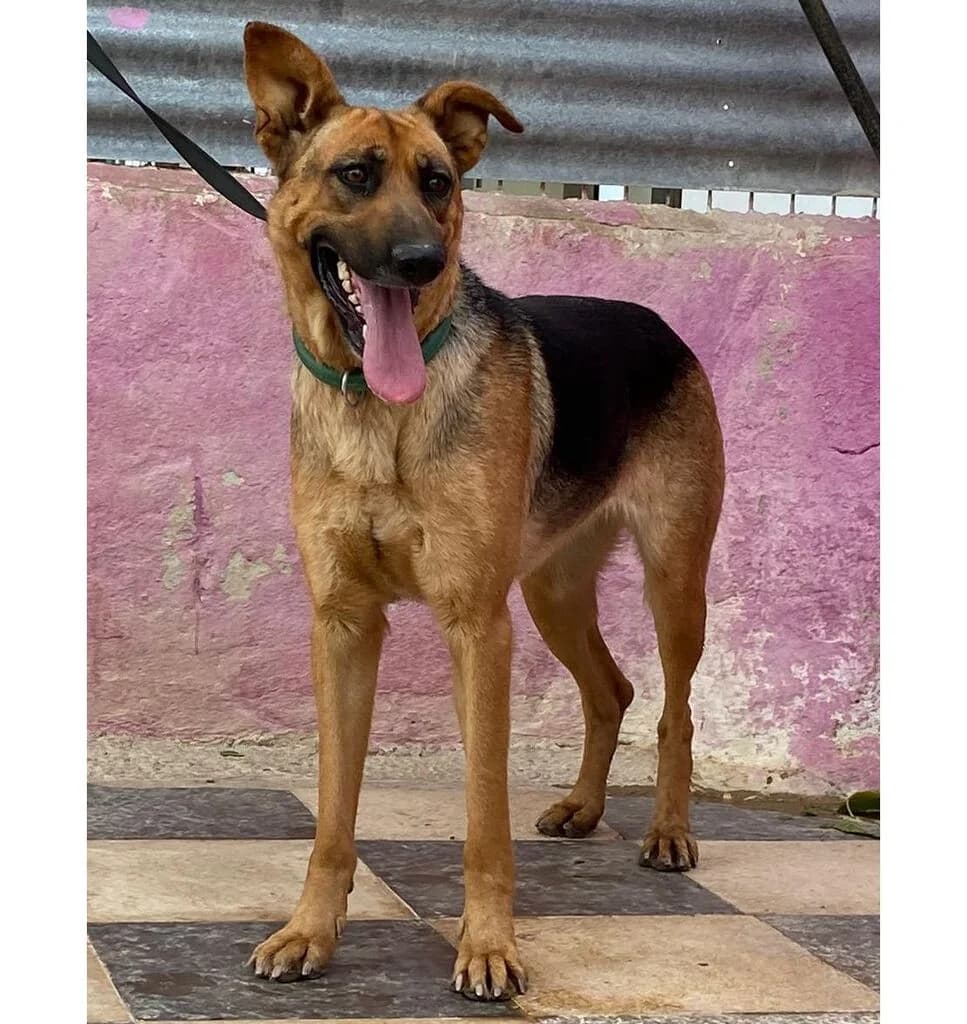 Chrome, female 6yo Mixed Breed for adoption at A.D.A. Noguera