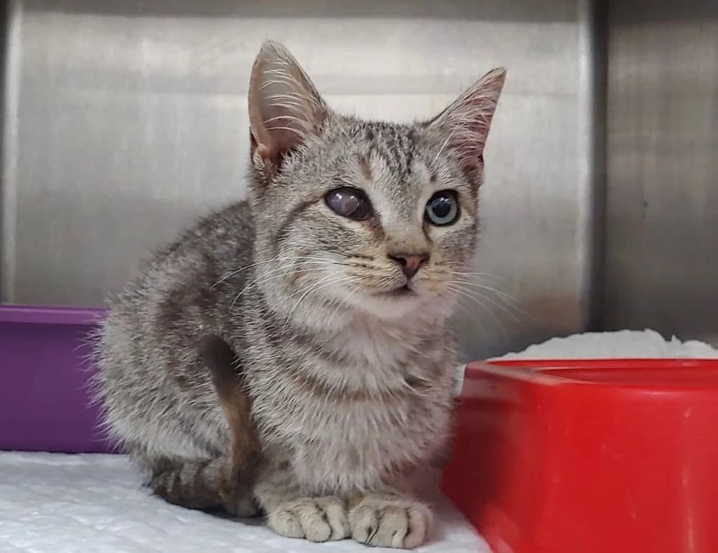 Teo, male mixed breed for adoption at El Arca de Noé Albacete