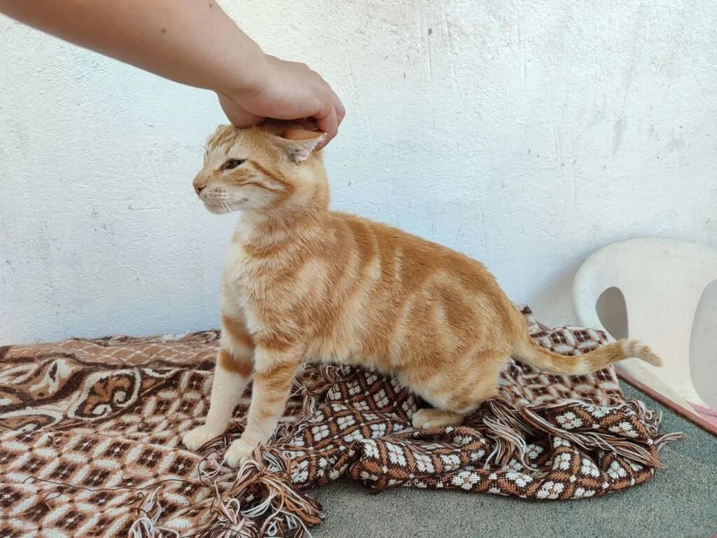 Leo, male puppy mixed breed for adoption at El Arca de Noé Albacete