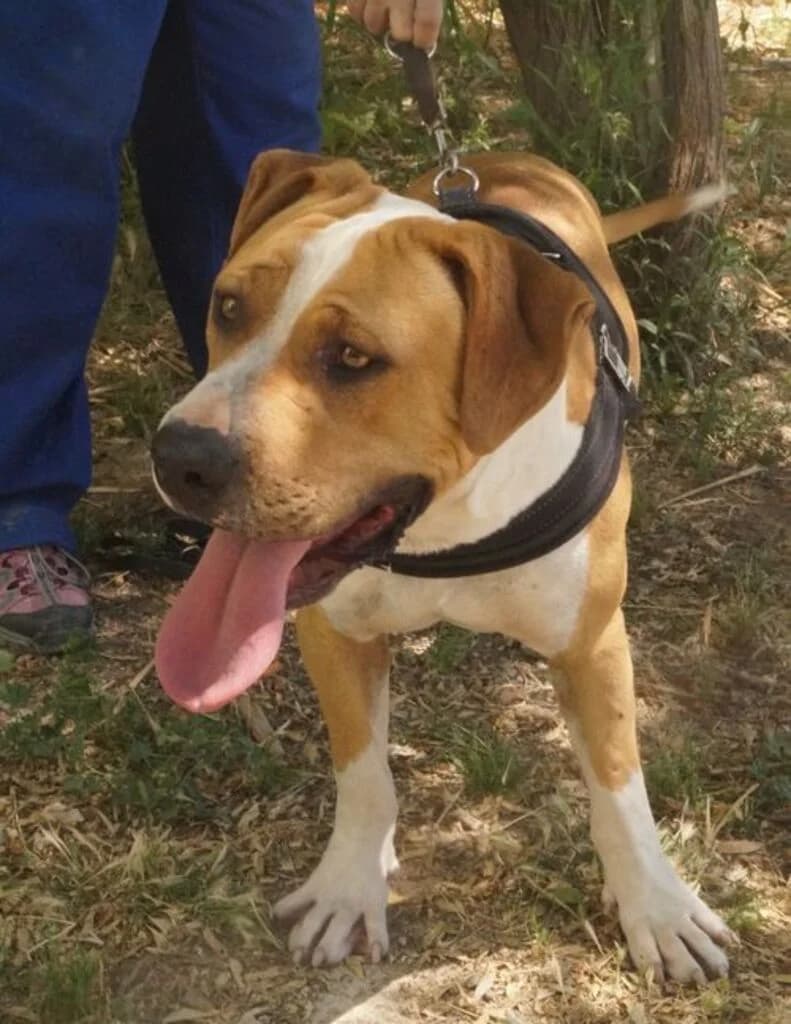 Bari, male 5yo Pit Bull Terrier for adoption at El Arca de Noé Albacete