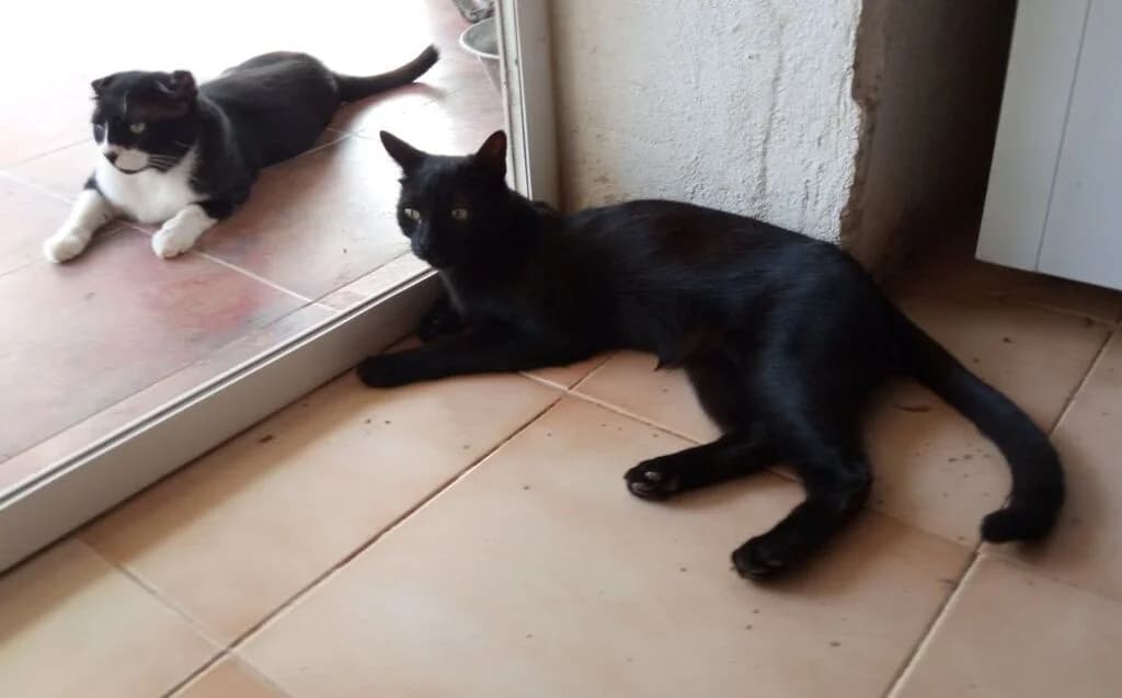 Fito, male 4yo mixed breed for adoption at El Arca de Noé Albacete