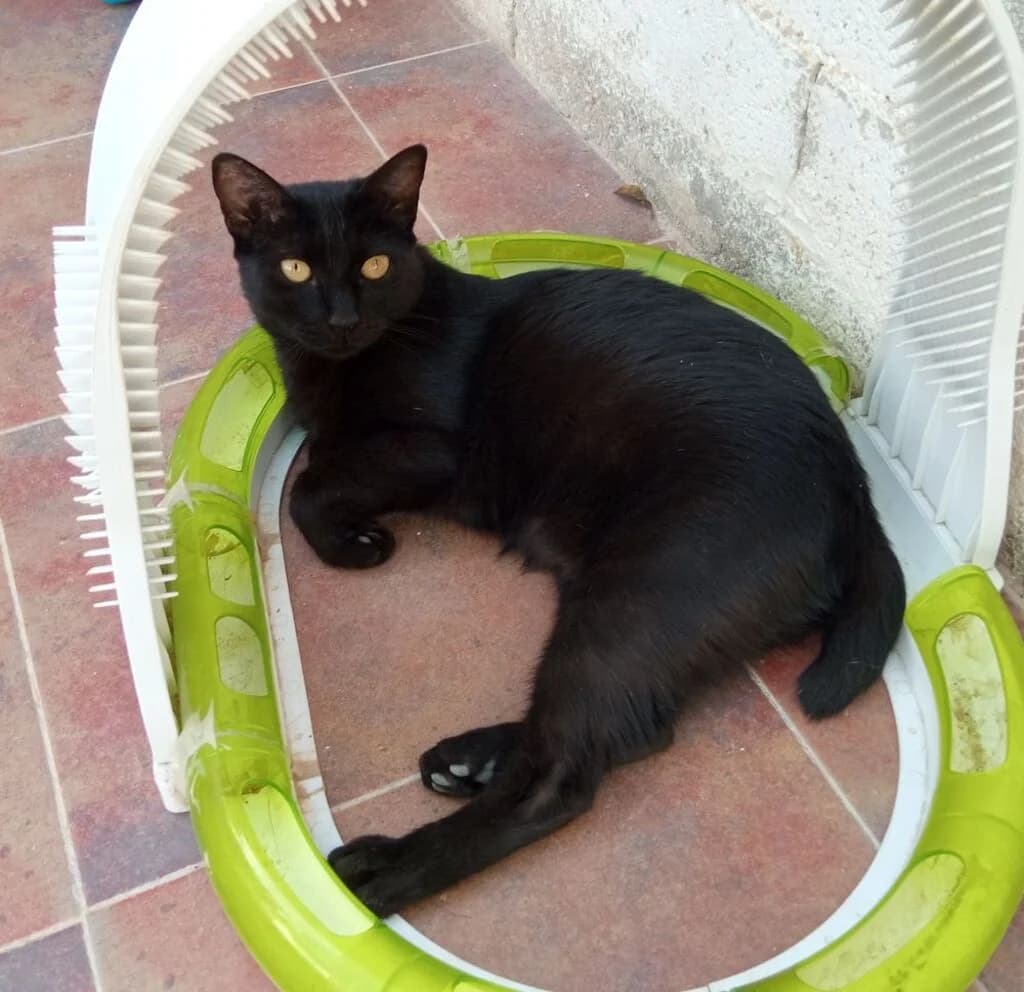 Rafaga, female 3yo mixed breed for adoption at El Arca de Noé Albacete