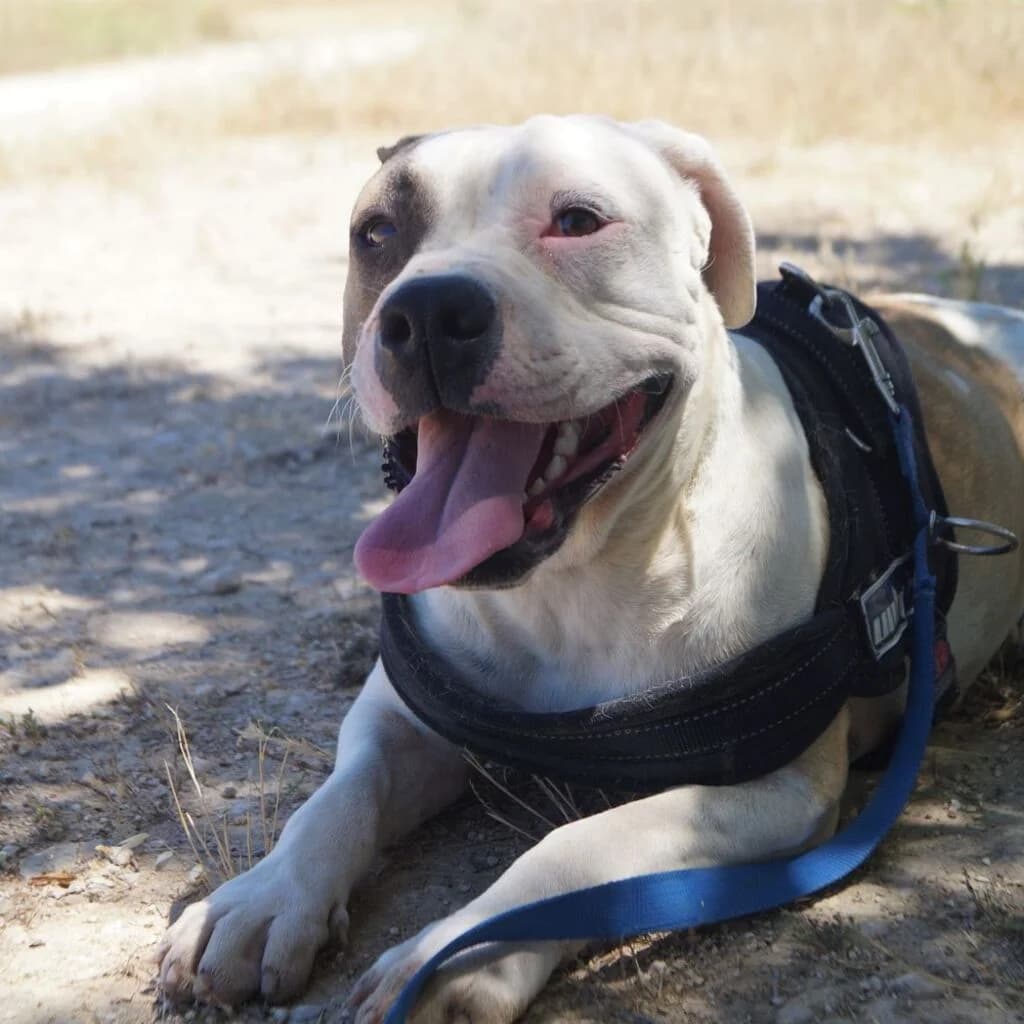 Roma, female 5yo Pit Bull Terrier for adoption at El Arca de Noé Albacete