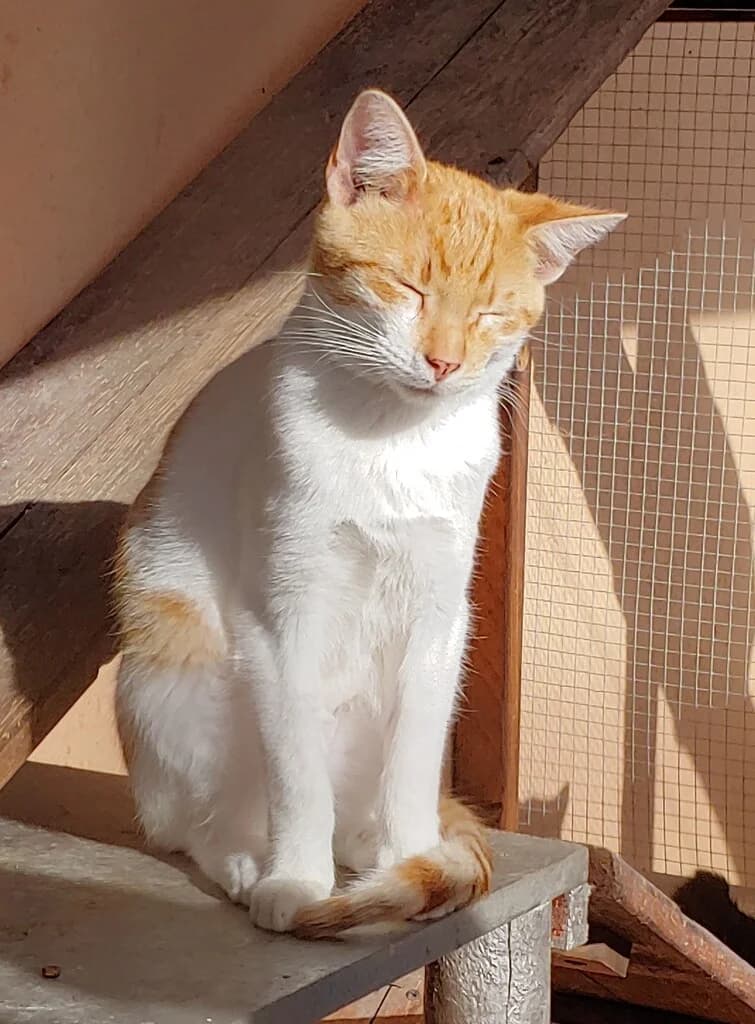 Cromo, male mixed breed for adoption at El Arca de Noé Albacete