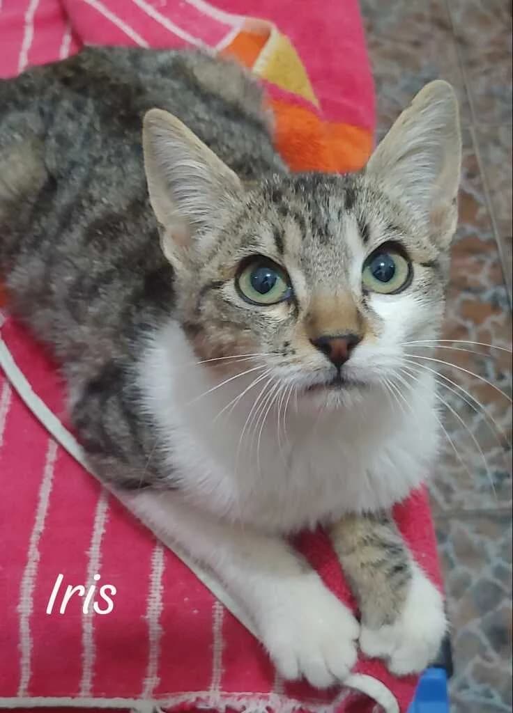 Iris, female mixed breed for adoption at El Arca de Noé Albacete