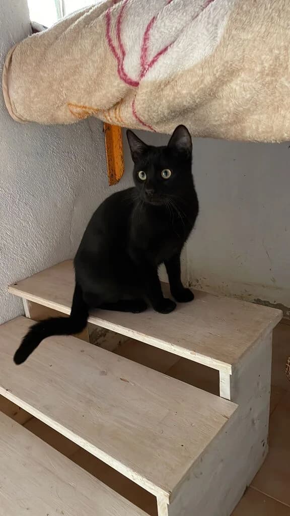 Luke, male mixed breed for adoption at El Arca de Noé Albacete