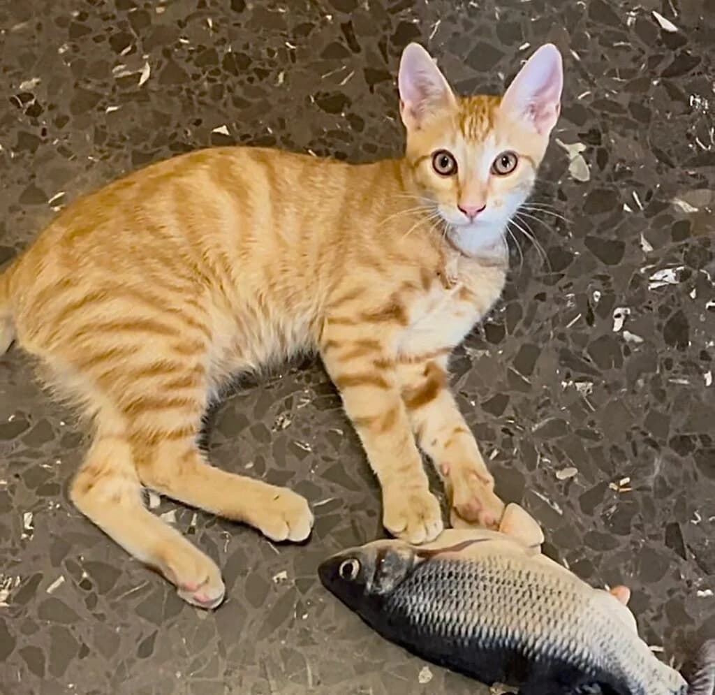 Emilio, male mixed breed for adoption at El Arca de Noé Albacete