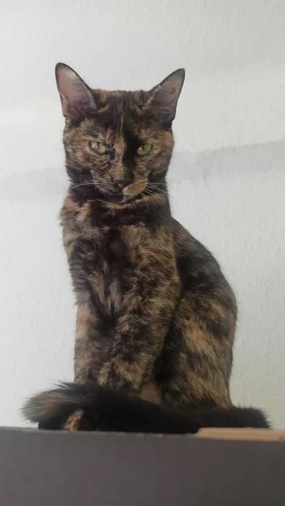 Ava, female mixed breed for adoption at El Arca de Noé Albacete