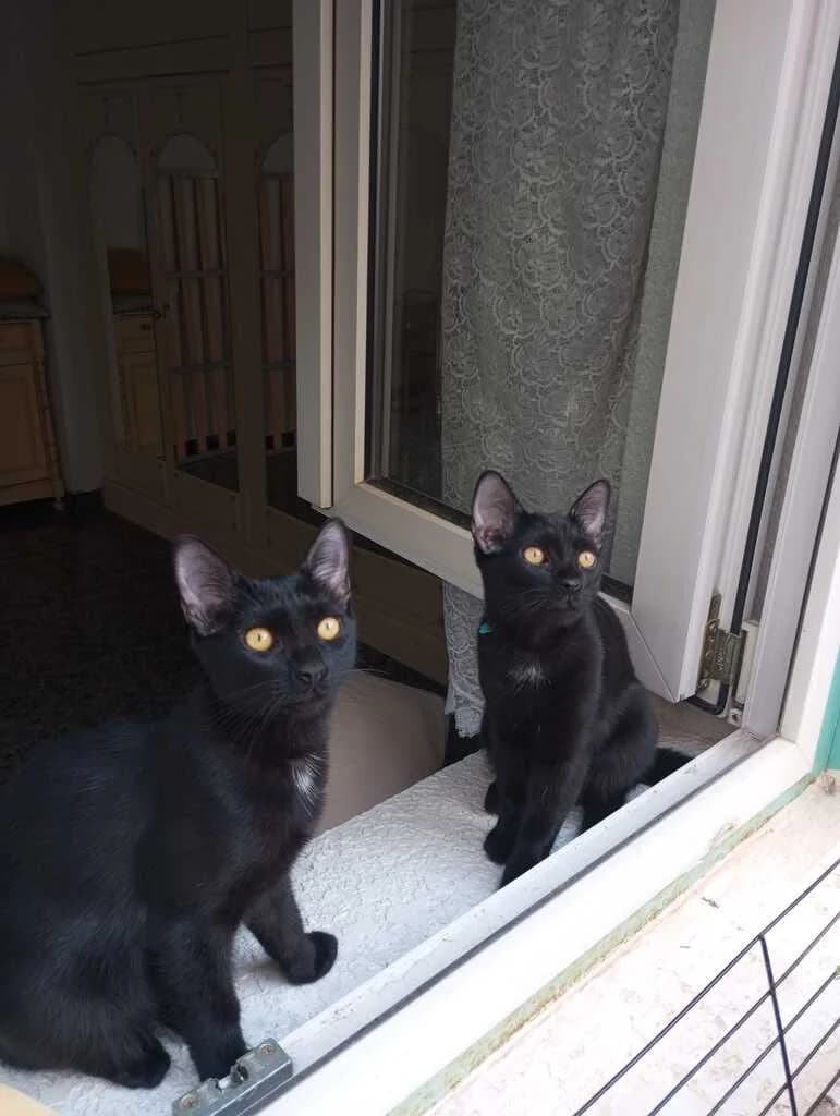 Senia, female mixed breed for adoption at El Arca de Noé Albacete